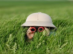 למה ואיך צריך מנהל משאבי האנוש לחקור תלונות על עוול שנעשה לעובדים