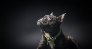 חברים על ארבע: היתרונות במקום עבודה ידידותי לכלבים כלבים במקום העבודה