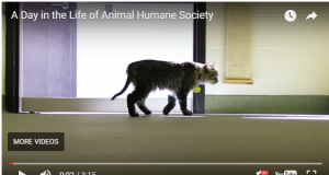 5 סרטוני גיוס מוצלחים במיוחד סרטוני גיוס